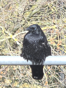 Fluffy